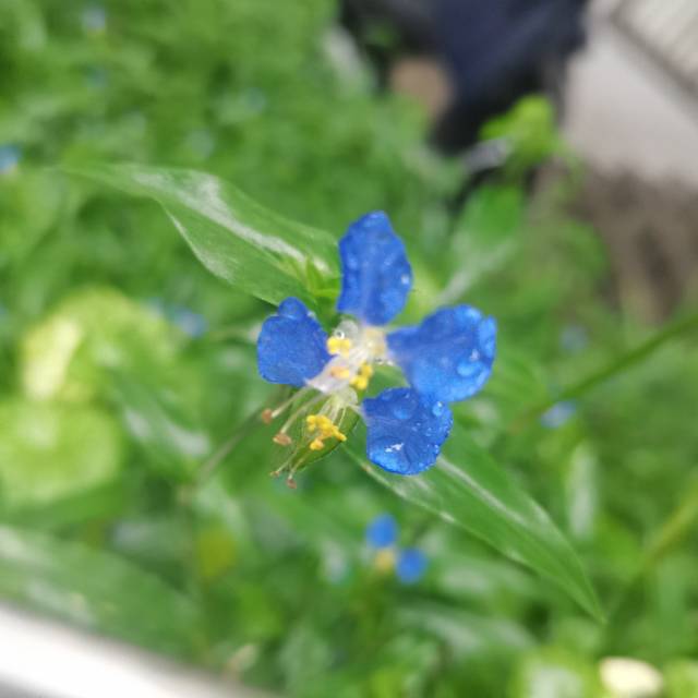 22年9月22日星期四种福田第329天家长部分 脑学家